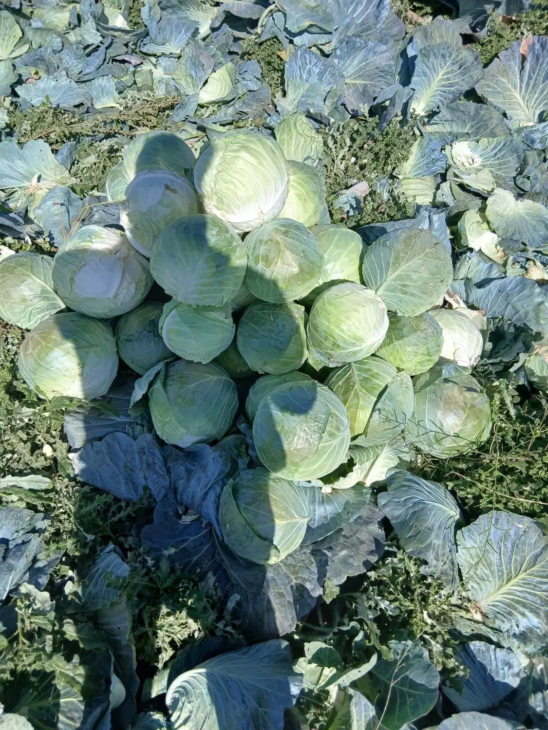 کلم برگ|گل و گیاه طبیعی|اهر, |دیوار