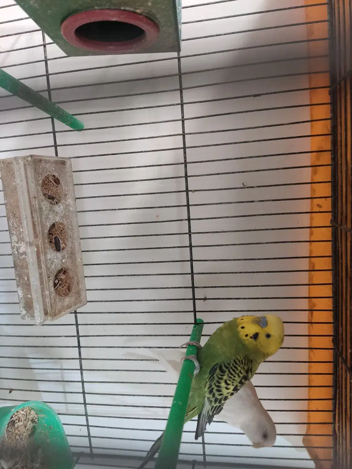 مرغ عشق|پرنده|قائن, |دیوار