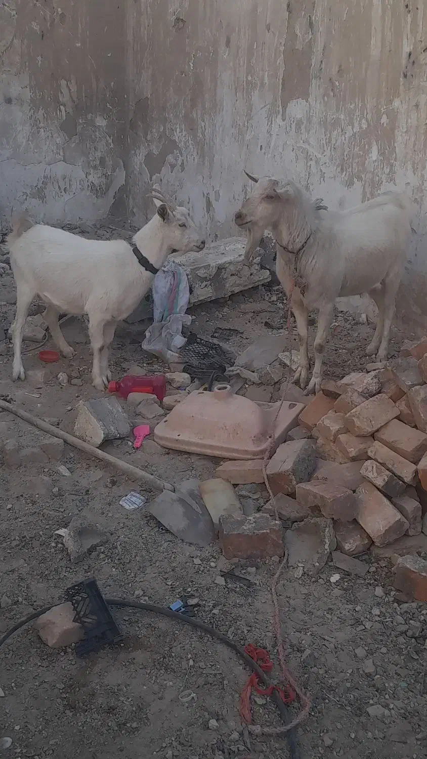 بزونربزسانن|حیوانات مزرعه|زاهدان, |دیوار