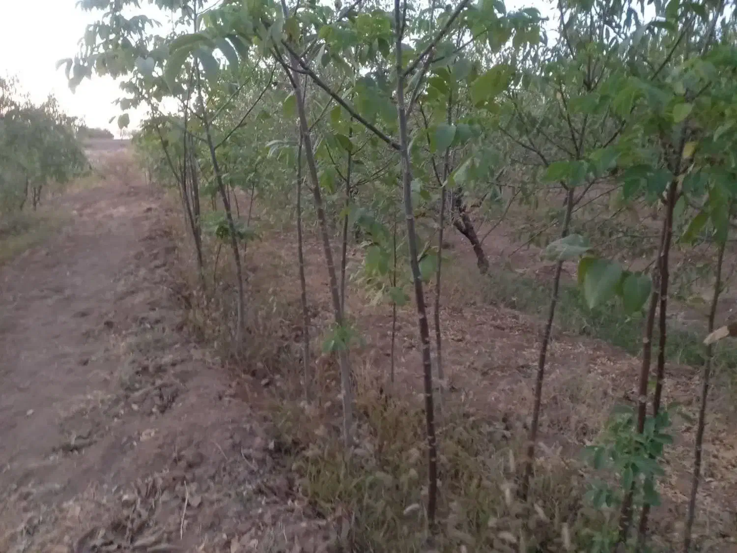 نهال گردو پوست کاغذی و عالی|خدمات باغبانی و درختکاری|بروجرد, |دیوار