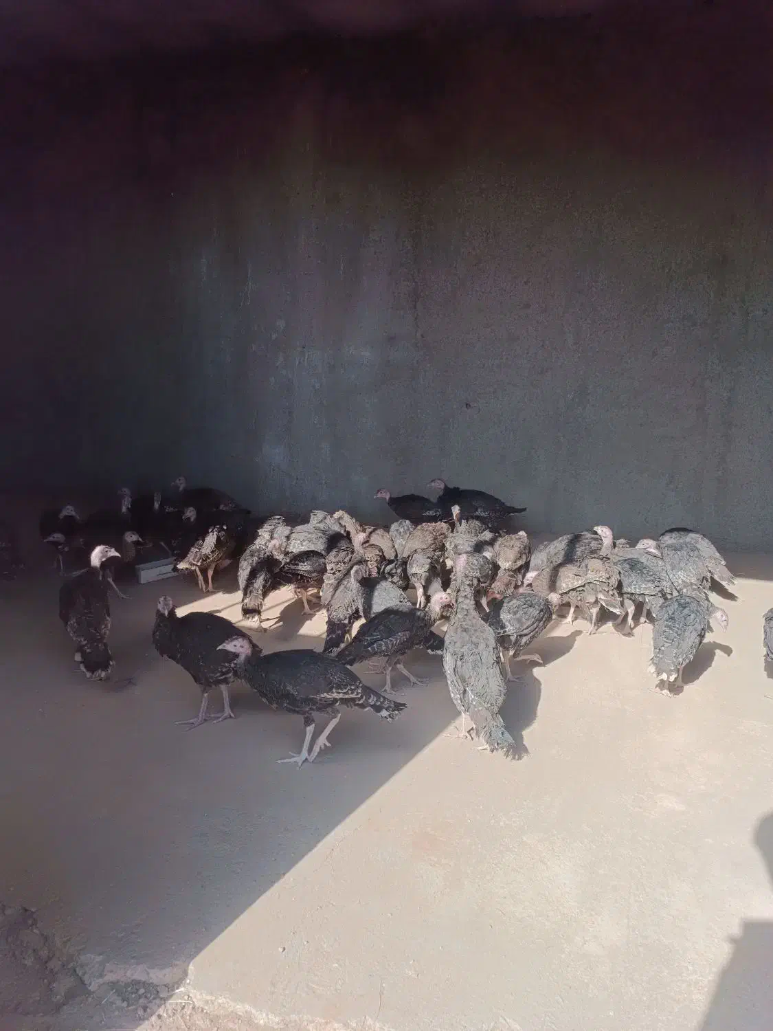 بوقلم..و.ن|حیوانات مزرعه|قیدار, |دیوار