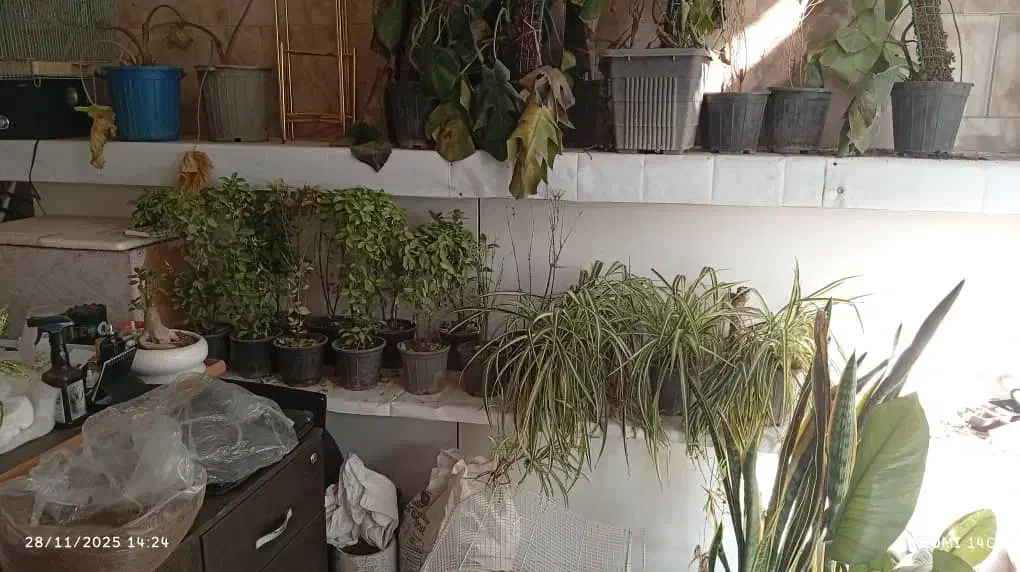 قفسه ام دی اف|کتابخانه، شلف، قفسه‌های دیواری|تهران, شهید رجایی|دیوار