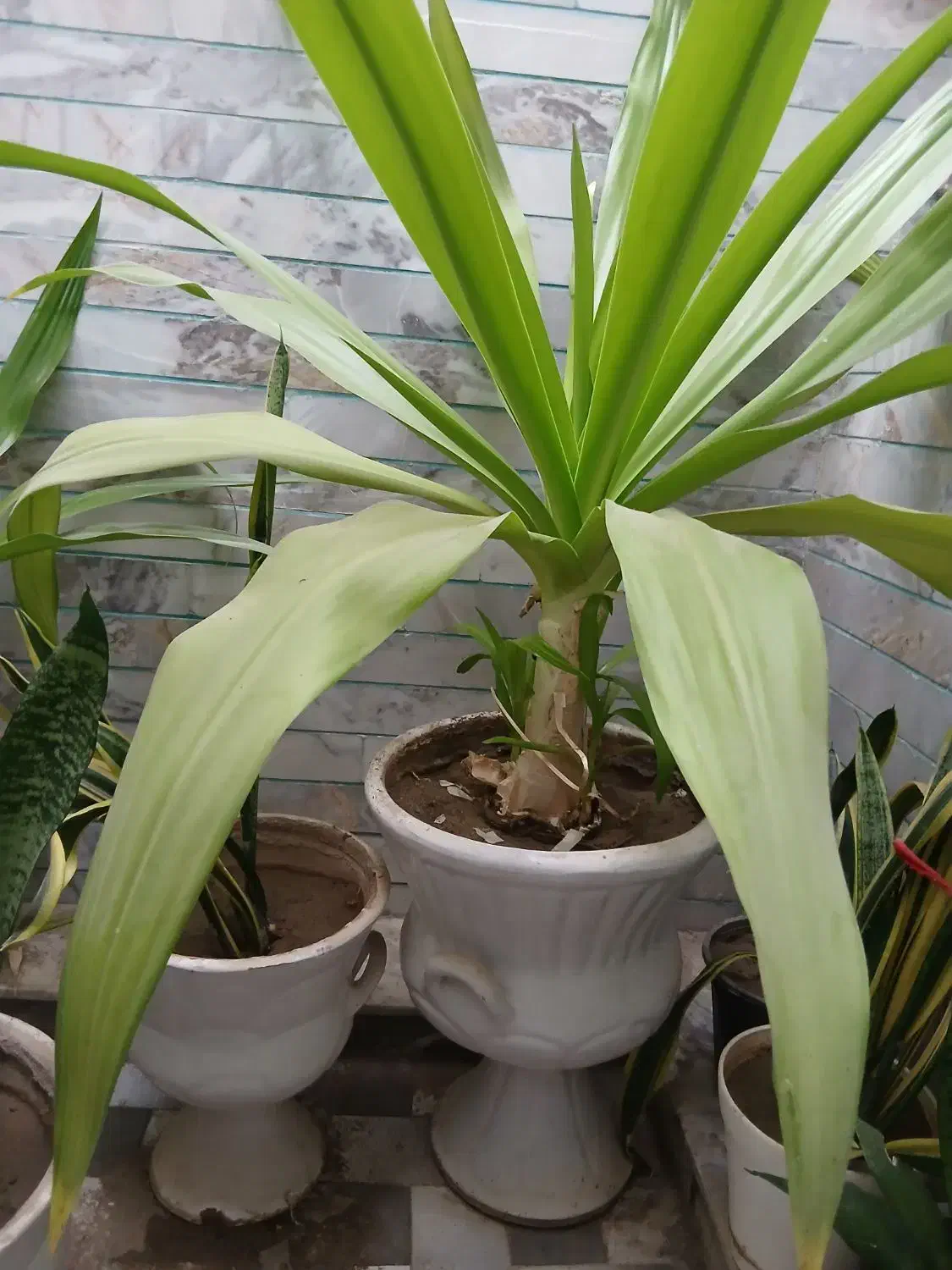 گل موزی|گل و گیاه طبیعی|زرند, |دیوار