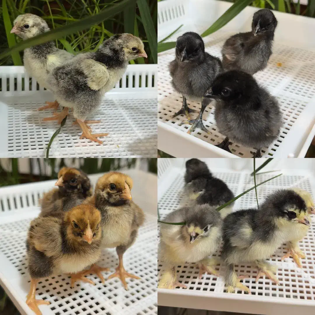 جوجه ویاندوت ایام سمانی برهما لهستانی مرغ وخروس|حیوانات مزرعه|رشت, لاکان|دیوار