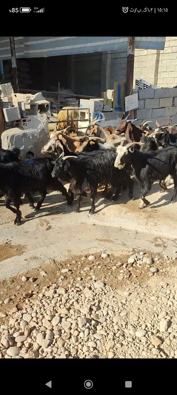 بز ارزوون|حیوانات مزرعه|بهبهان, |دیوار