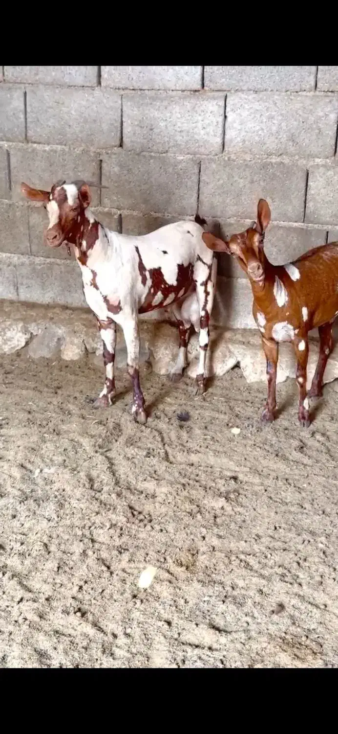 ارتشی اصل|حیوانات مزرعه|تفت, |دیوار