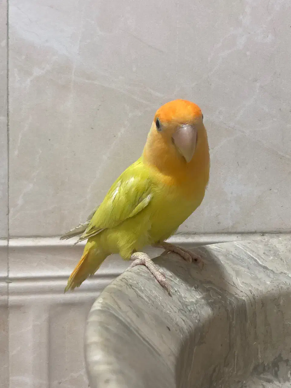 برزیلی|پرنده|ارومیه, |دیوار