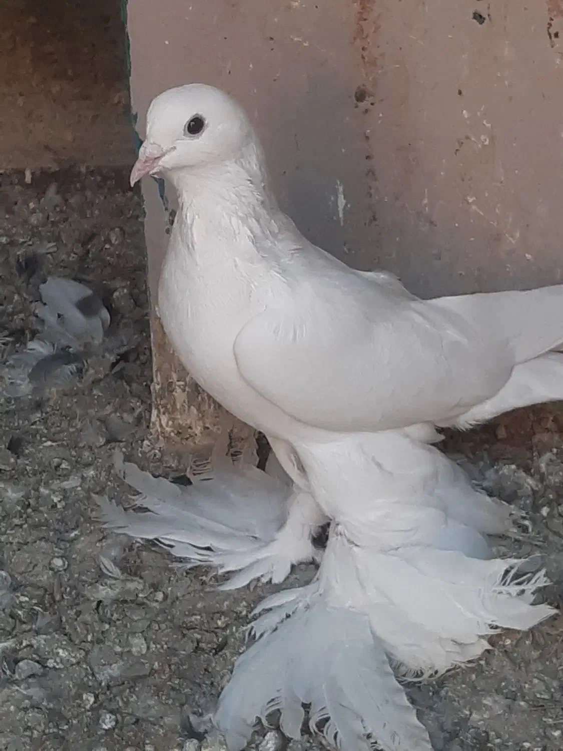 کبوتر|پرنده|بناب, |دیوار