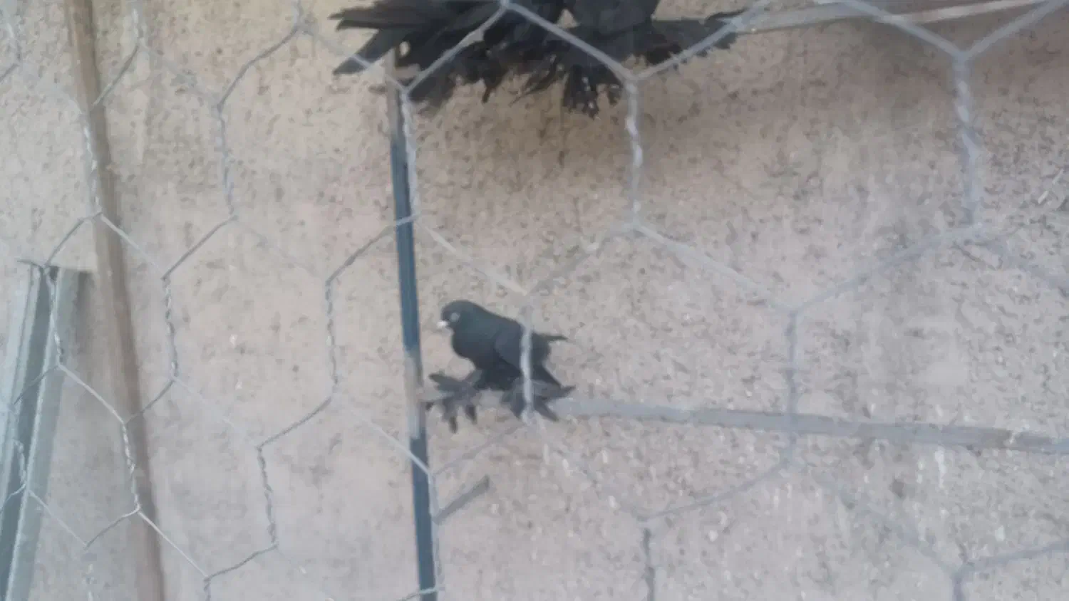 کبوتر|پرنده|تبریز, |دیوار