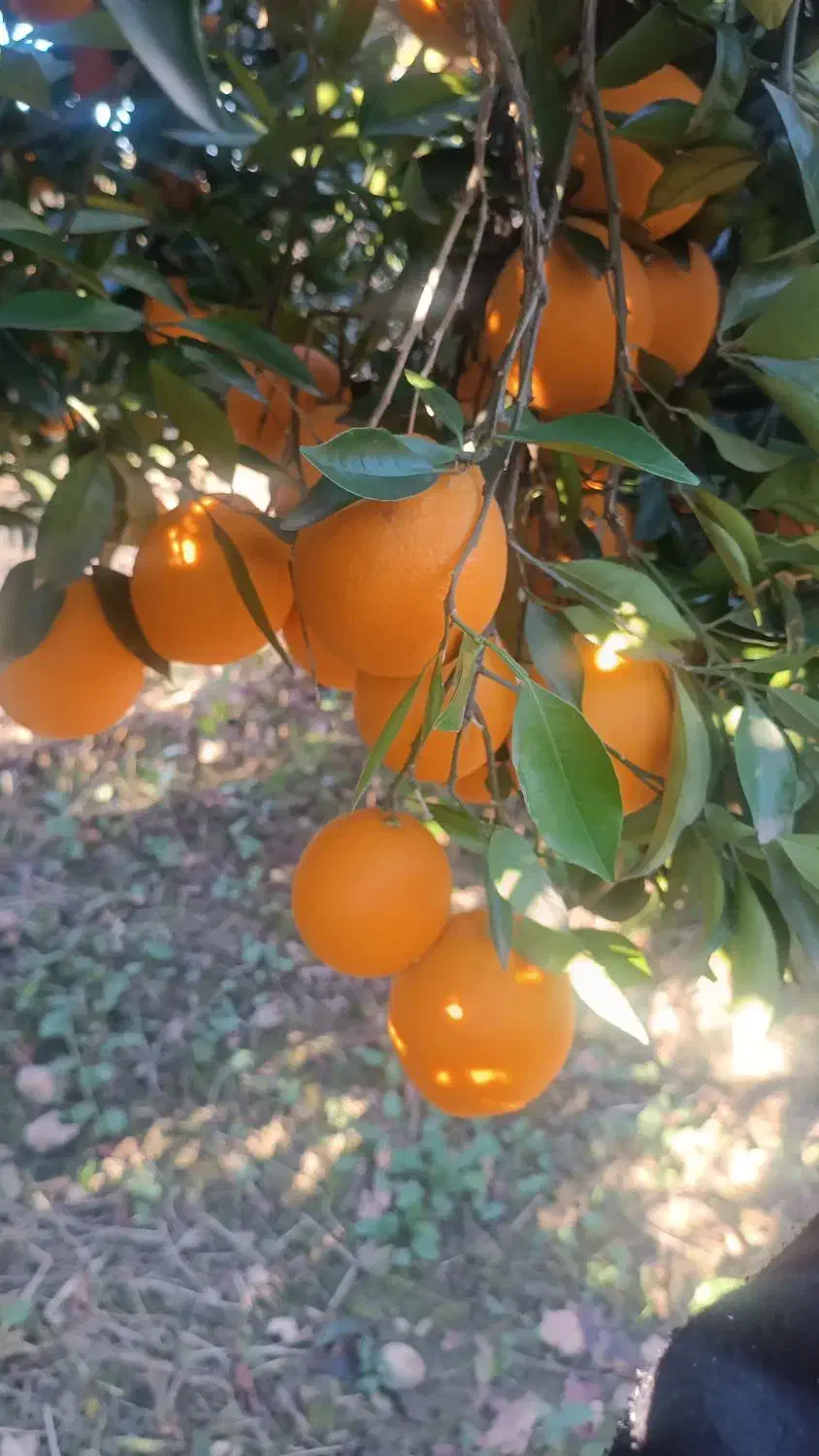 پرتقال،نارنگی درجه 1|عمدهفروشی|شیرگاه, |دیوار