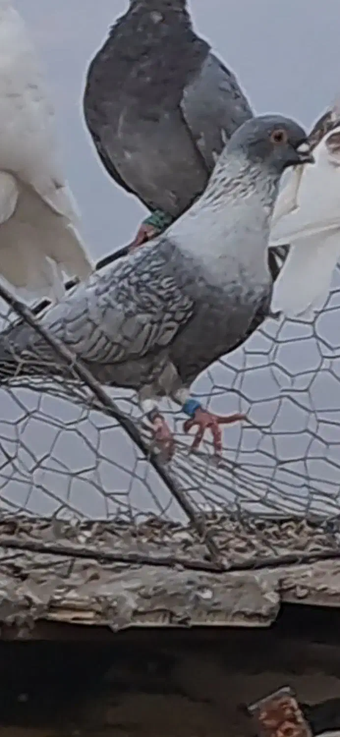 کبوتر موشی|پرنده|بهبهان, |دیوار