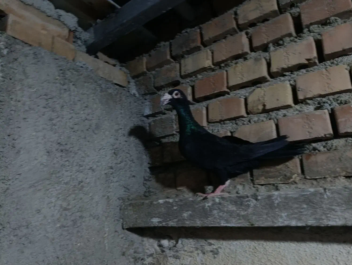 کاریر|پرنده|نگین شهر, |دیوار