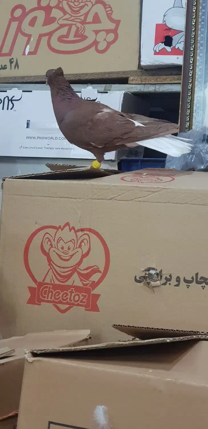 دم سفید نر پرشی فقط تماس بگیرید|پرنده|نیشابور, فردوسی جنوبی|دیوار