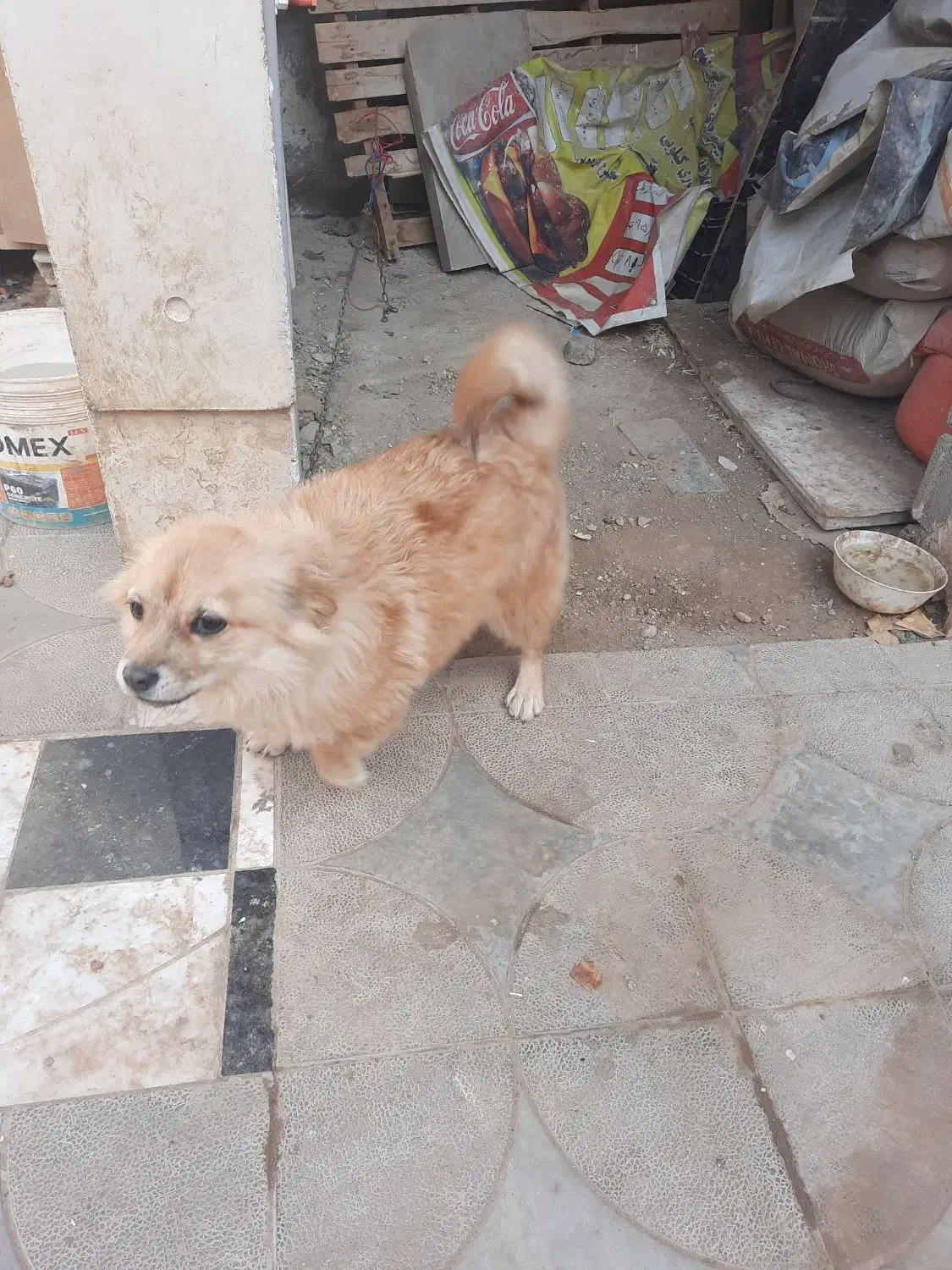 توله ۸ ماهه|سگ|بومهن, |دیوار