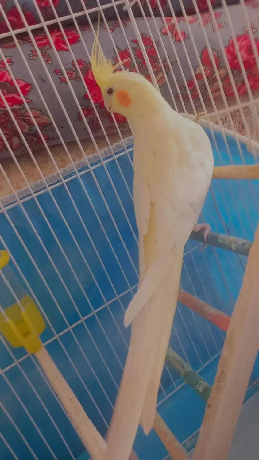 عروس هلندی ماده|پرنده|پیرانشهر, |دیوار