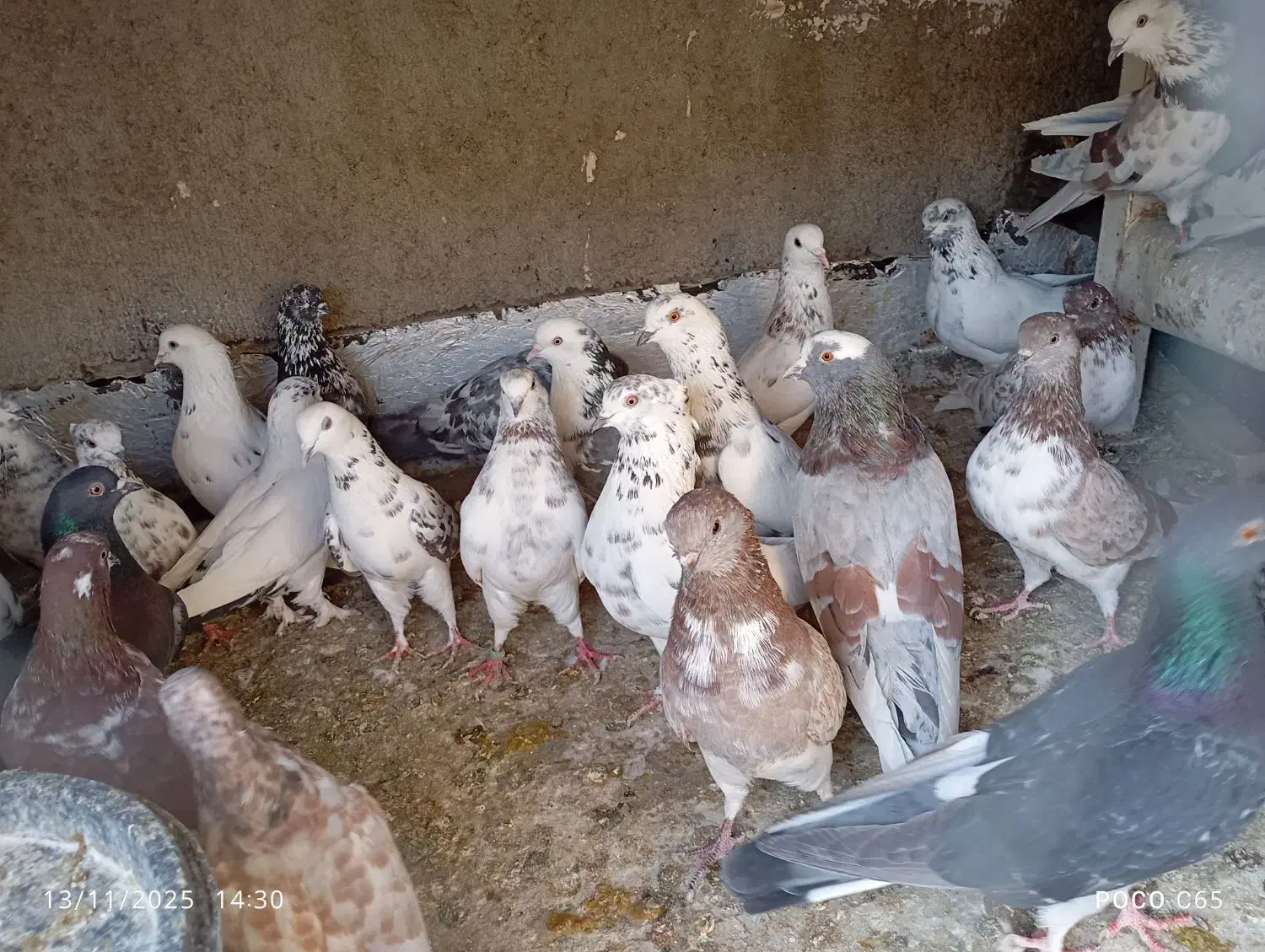 کفتر پرشی|پرنده|محمدشهر, محمدشهر|دیوار