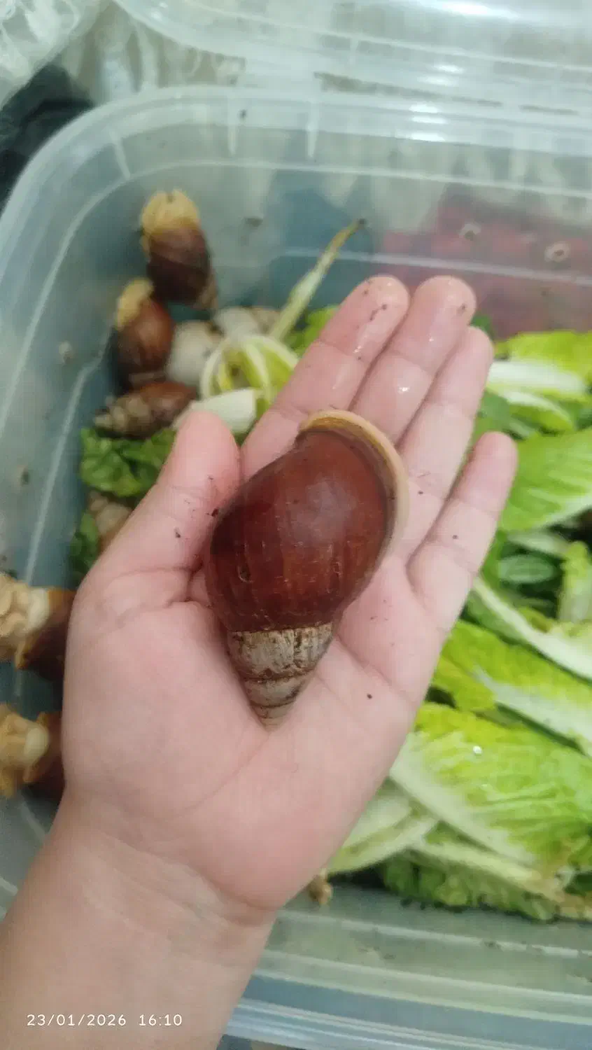 حلزون البینو|خزنده|گلبهار, شهر جدید گلبهار|دیوار