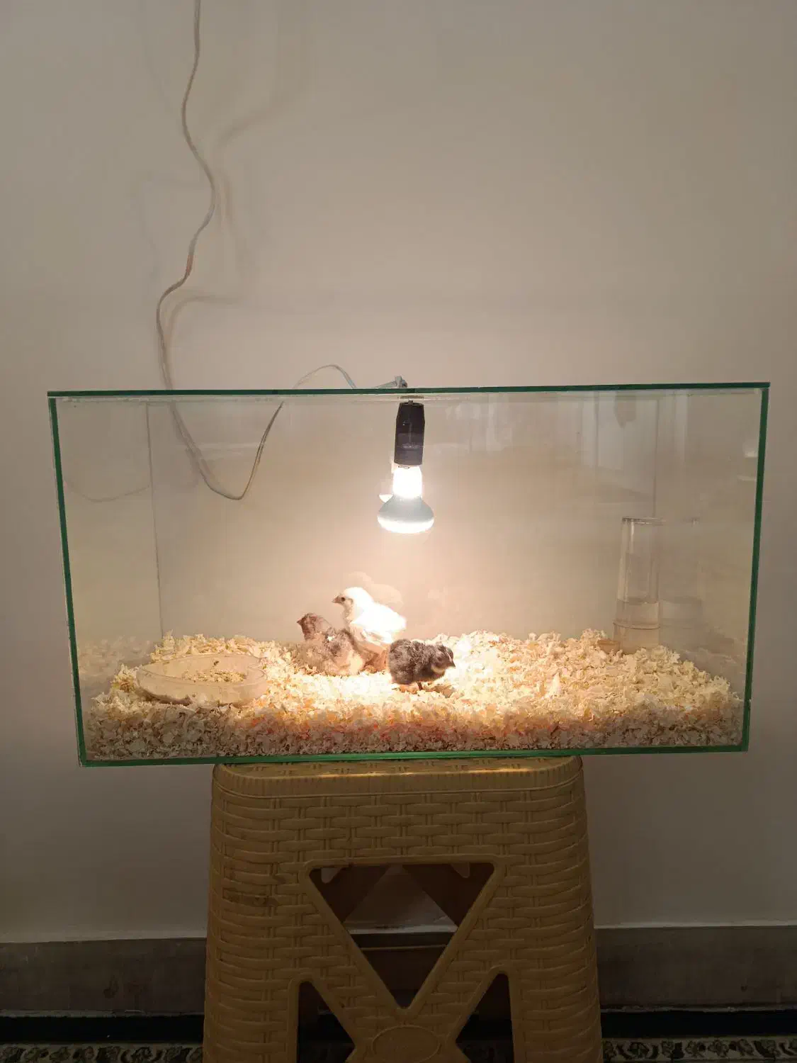 چند عدد شیشه آکواریوم و یک عدد آکواریوم مادرمصنوعی|لوازم جانبی حیوانات|تهران, شهرک رضویه|دیوار