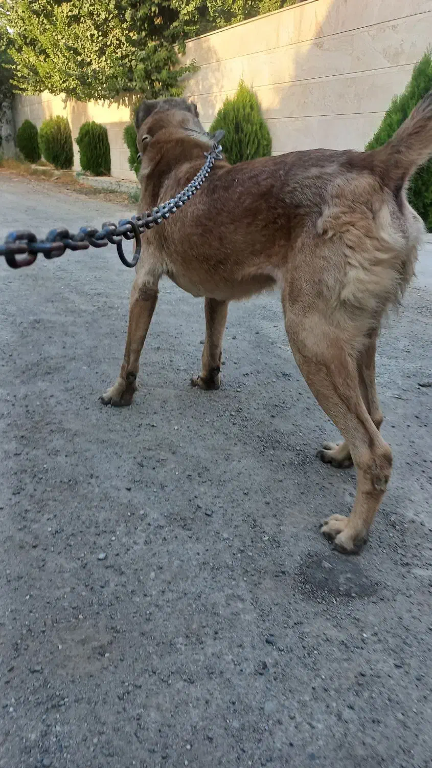 سگ سرابی نر|سگ|چهارباغ, |دیوار