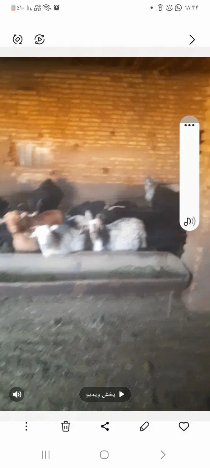 ۵۰ راس بز داشتی و کشتی|حیوانات مزرعه|اقلید, |دیوار