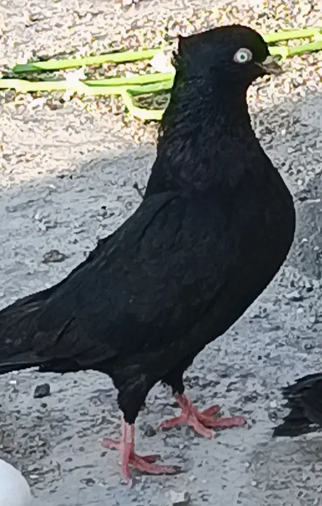 کبوتر زاغ اصل جفتی یک تومن|پرنده|یاسوج, |دیوار