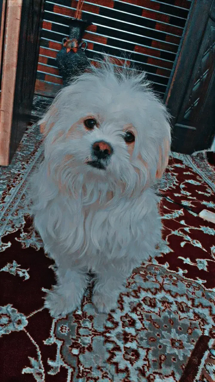 سگ ماده شیتزو|سگ|تربت جام, شهرک آزادگان|دیوار