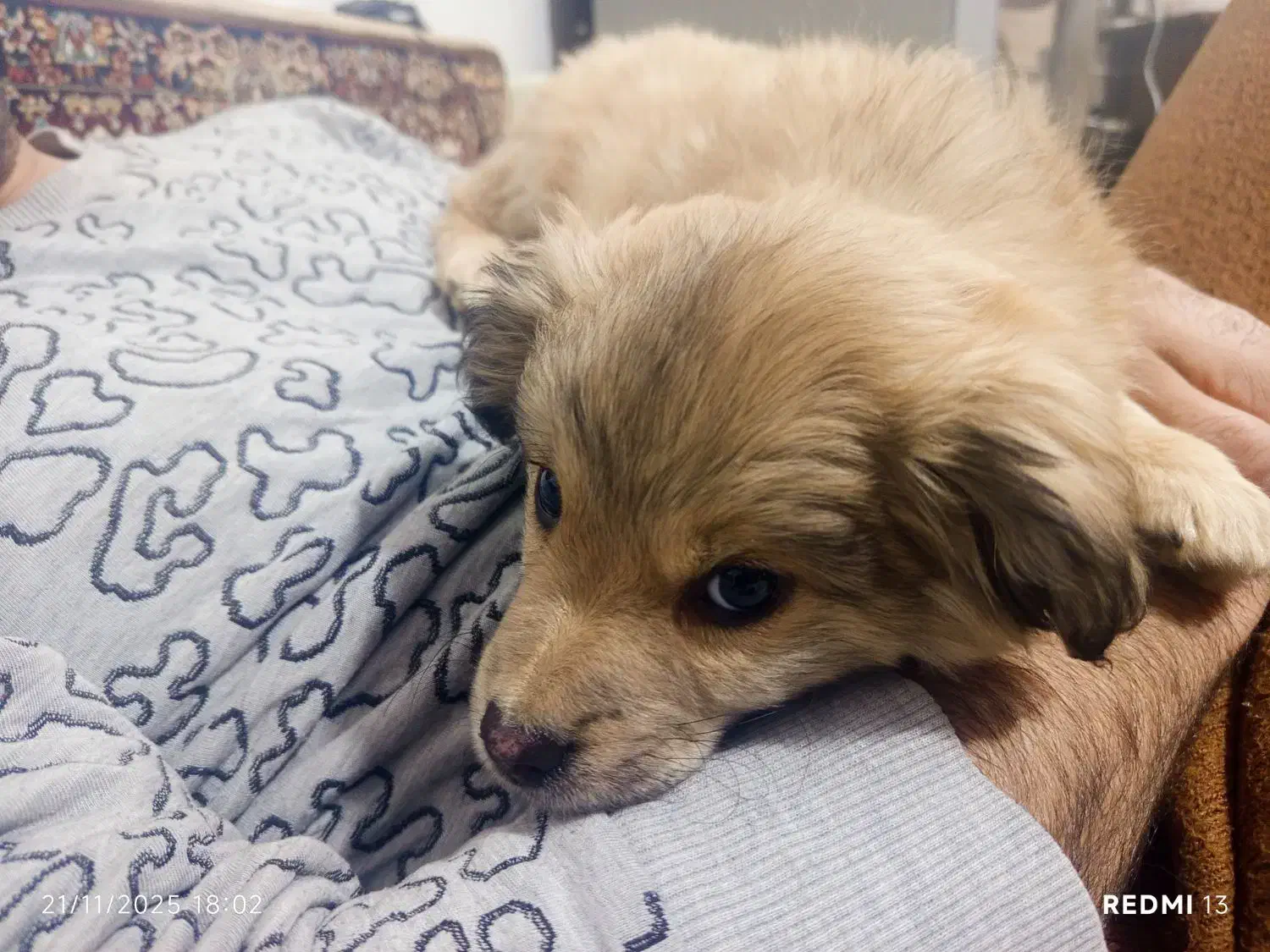 واگذاری|سگ|دماوند, دماوند|دیوار