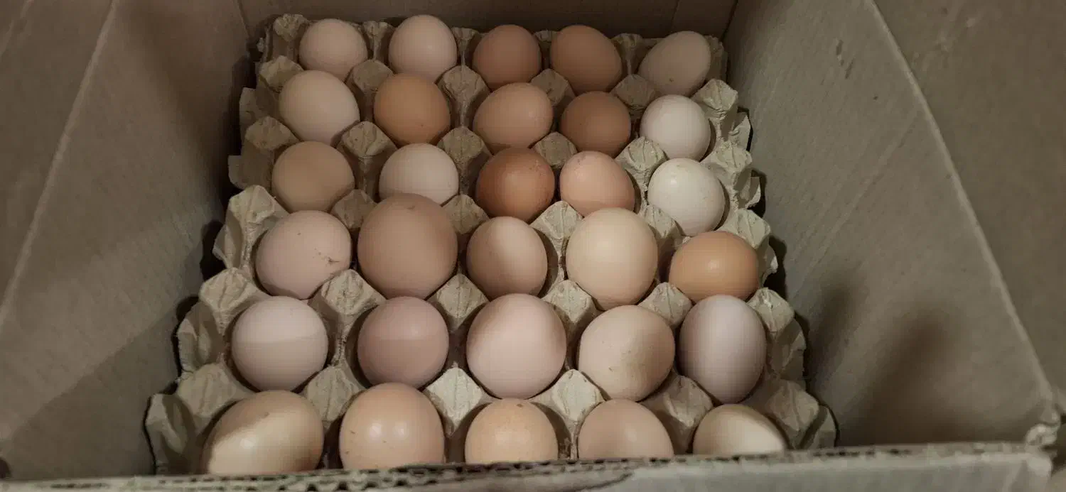 تخم مرغ گلپایگانی|خوردنی و آشامیدنی|قم, هفت تیر|دیوار