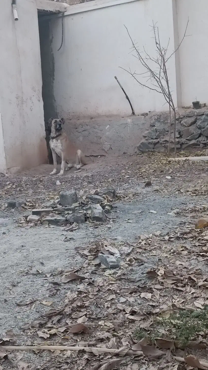 واگذاری سراب پژدر|سگ|کرج, گلشهر|دیوار