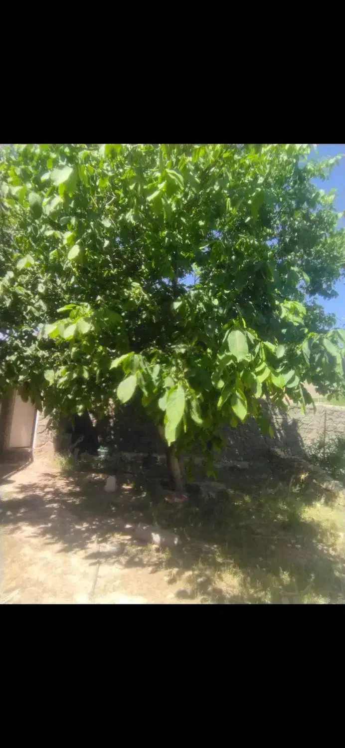 اجاره خانه حیاط دار|اجارهٔ خانه و ویلا|گندمان, |دیوار