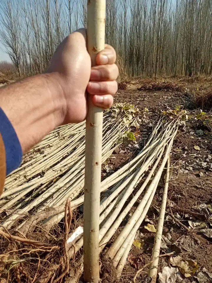 نهــال پـیـوندی سریع الرشد با ضـمانت سلامت|خدمات باغبانی و درختکاری|دورود, |دیوار