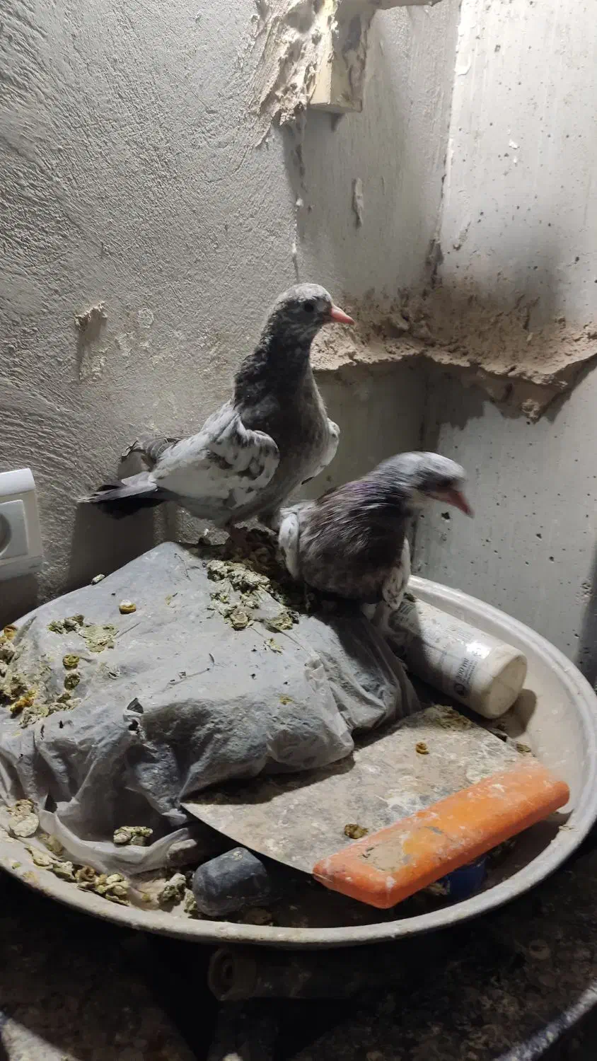 فروش کبوتر|پرنده|اصفهان, شهرک کاوه|دیوار