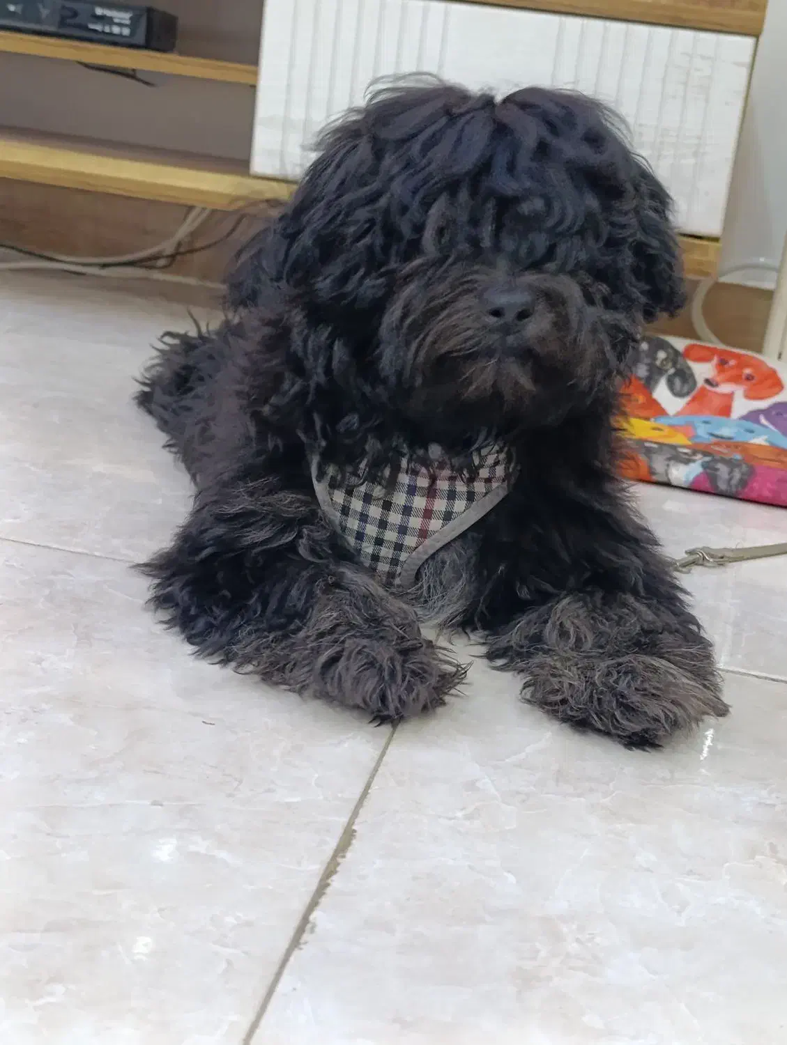 پودل سگ|سگ|کهریزک, |دیوار