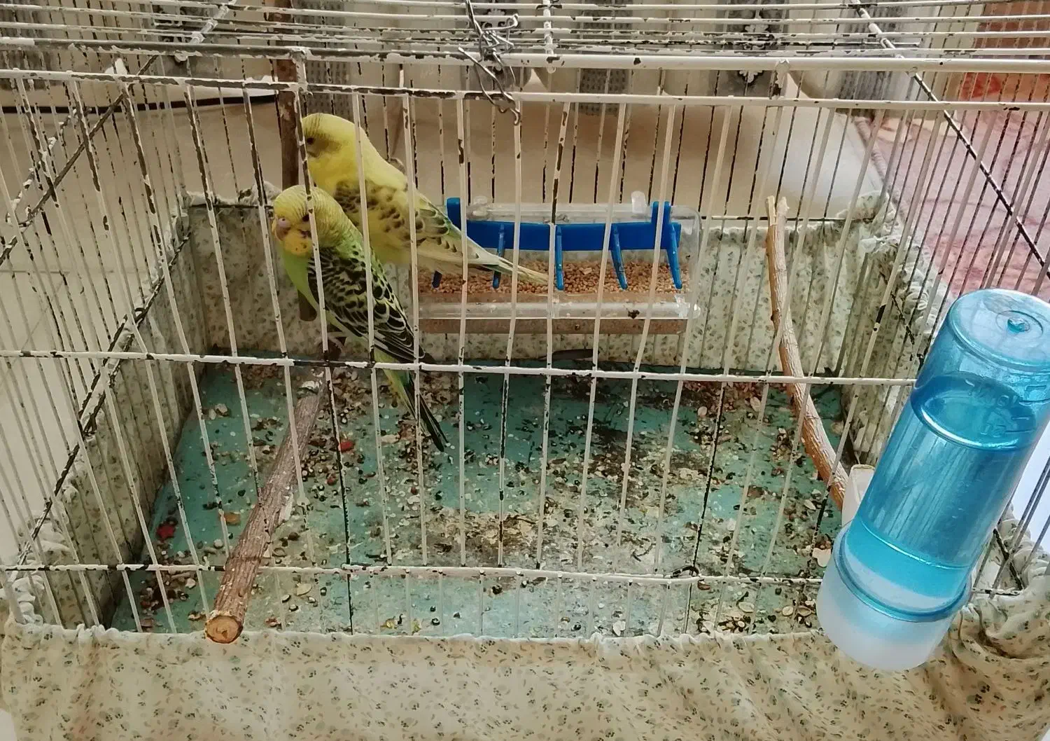 مرغ عشق وقفس|پرنده|میانه, |دیوار