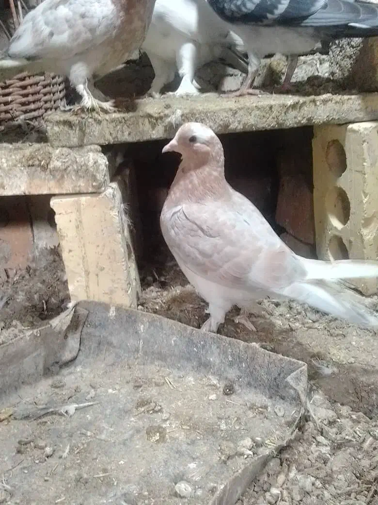 فروشی|پرنده|گلبهار, شهر جدید گلبهار|دیوار