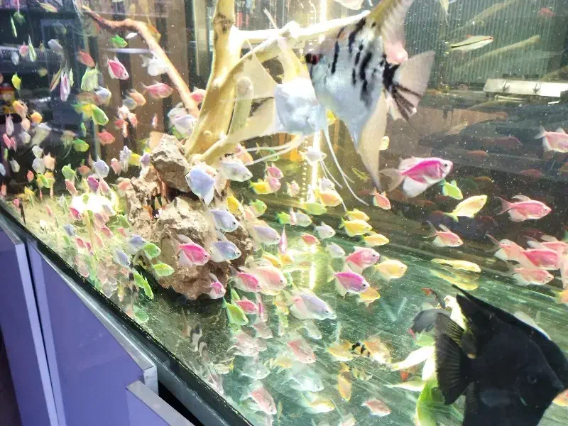 ماهی و آکواریوم|ماهی|قم, حنیف نژاد|دیوار