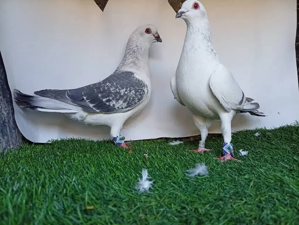 کبوتر|پرنده|بهمن, |دیوار