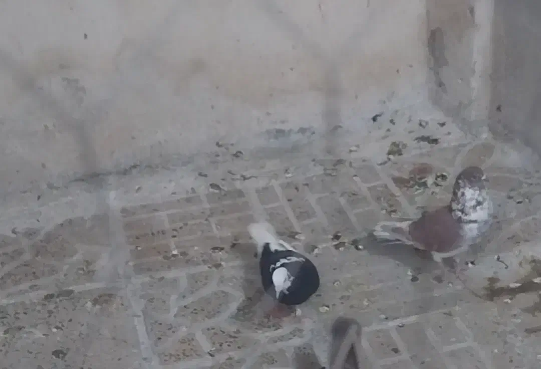 گرگی چوار|پرنده|چوار, |دیوار