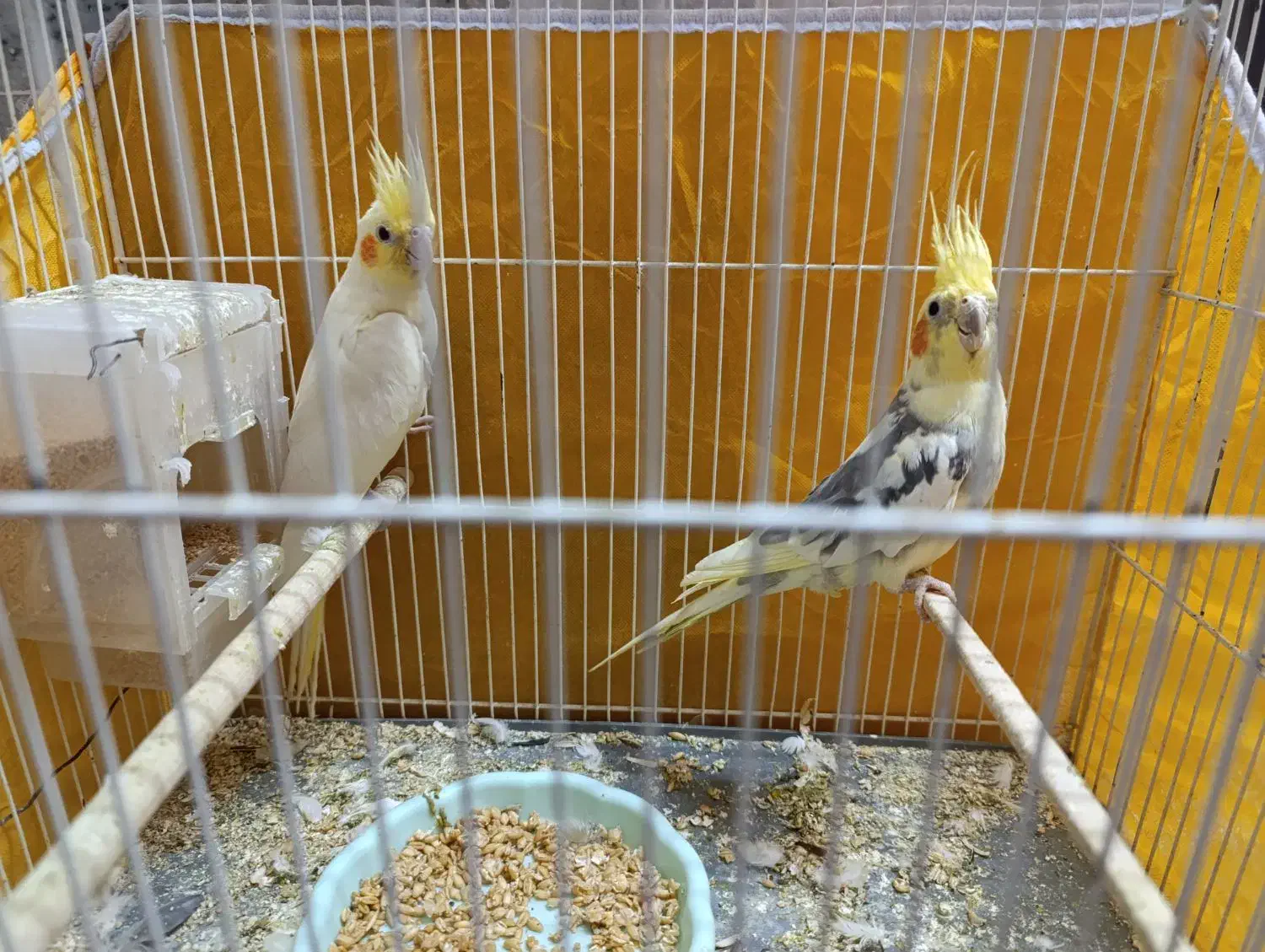 فروشی|پرنده|طبس, |دیوار