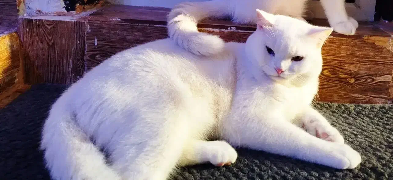 گربه اسکاتیش|گربه|اهواز, کوی فرهنگیان ۱|دیوار