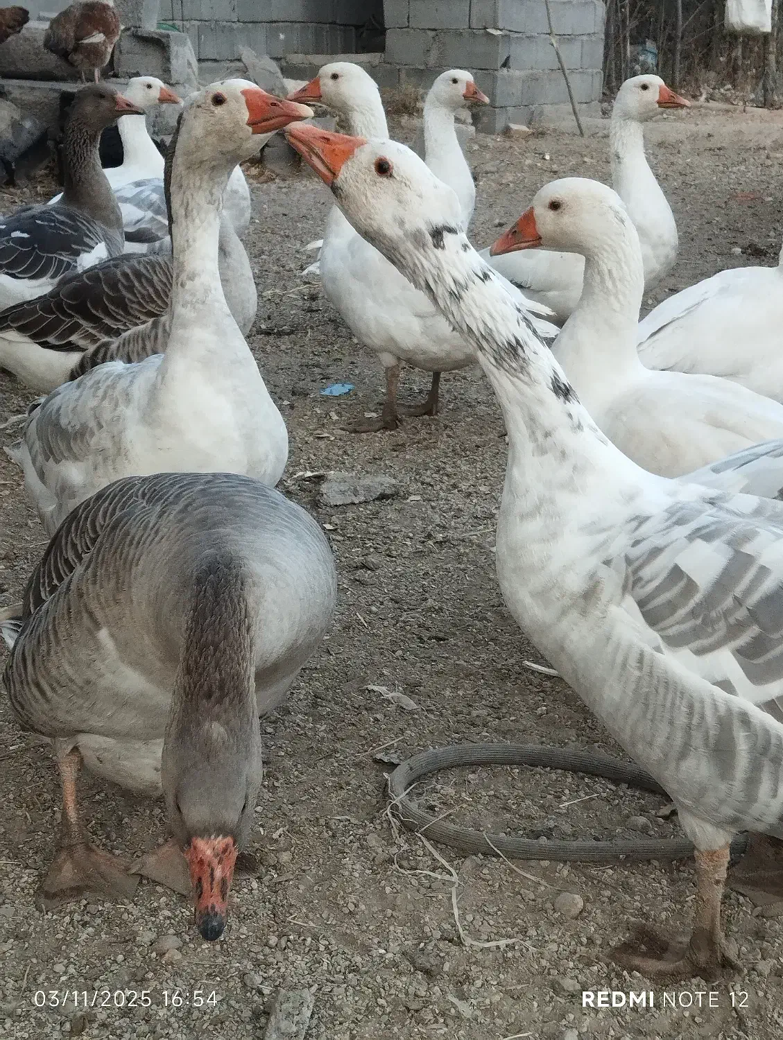 غاز|حیوانات مزرعه|نیر (اردبیل), |دیوار