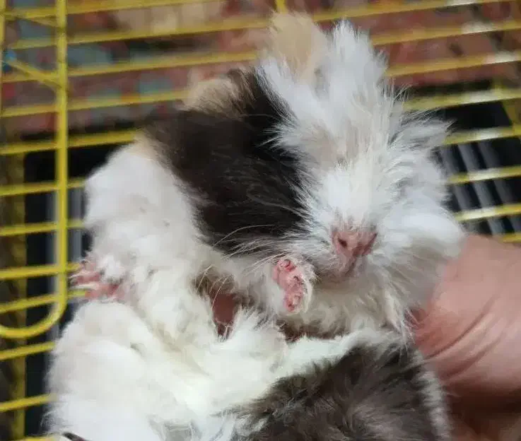 خوکچه هندی با قفس نو سایز بزرگ|موش و خرگوش|شهریار, شهریار|دیوار