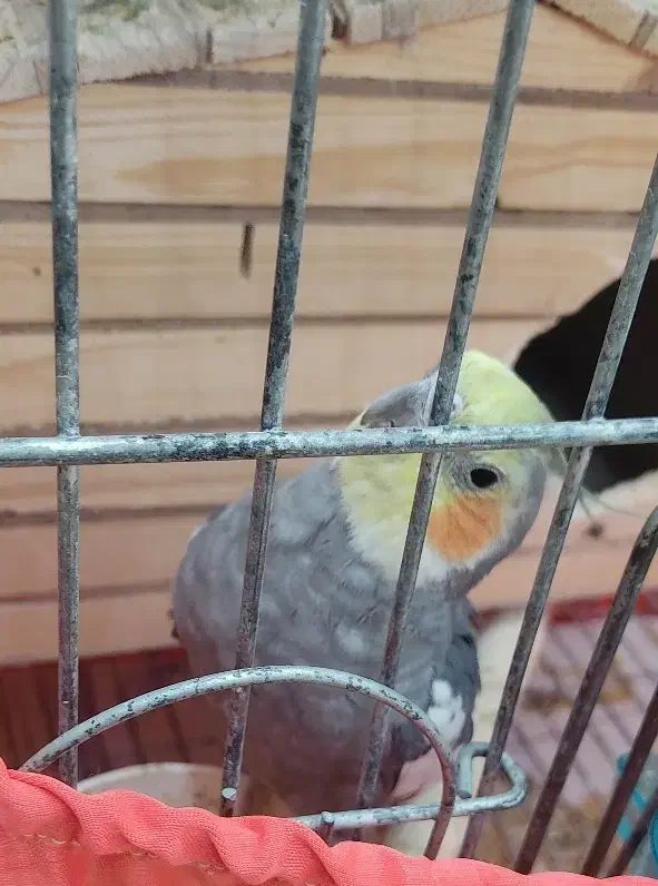 عروس هلندی ( نر )|پرنده|هشتگرد, شهرک ولیعصر (مهستان)|دیوار