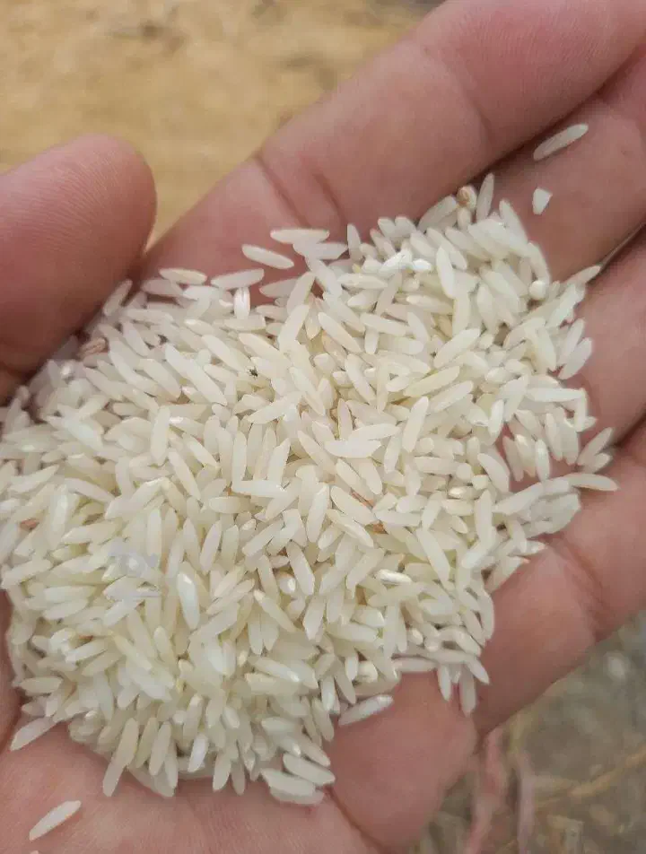 طارم هاشمی درجه یک ۵۰ کیلو|خوردنی و آشامیدنی|بابل, |دیوار