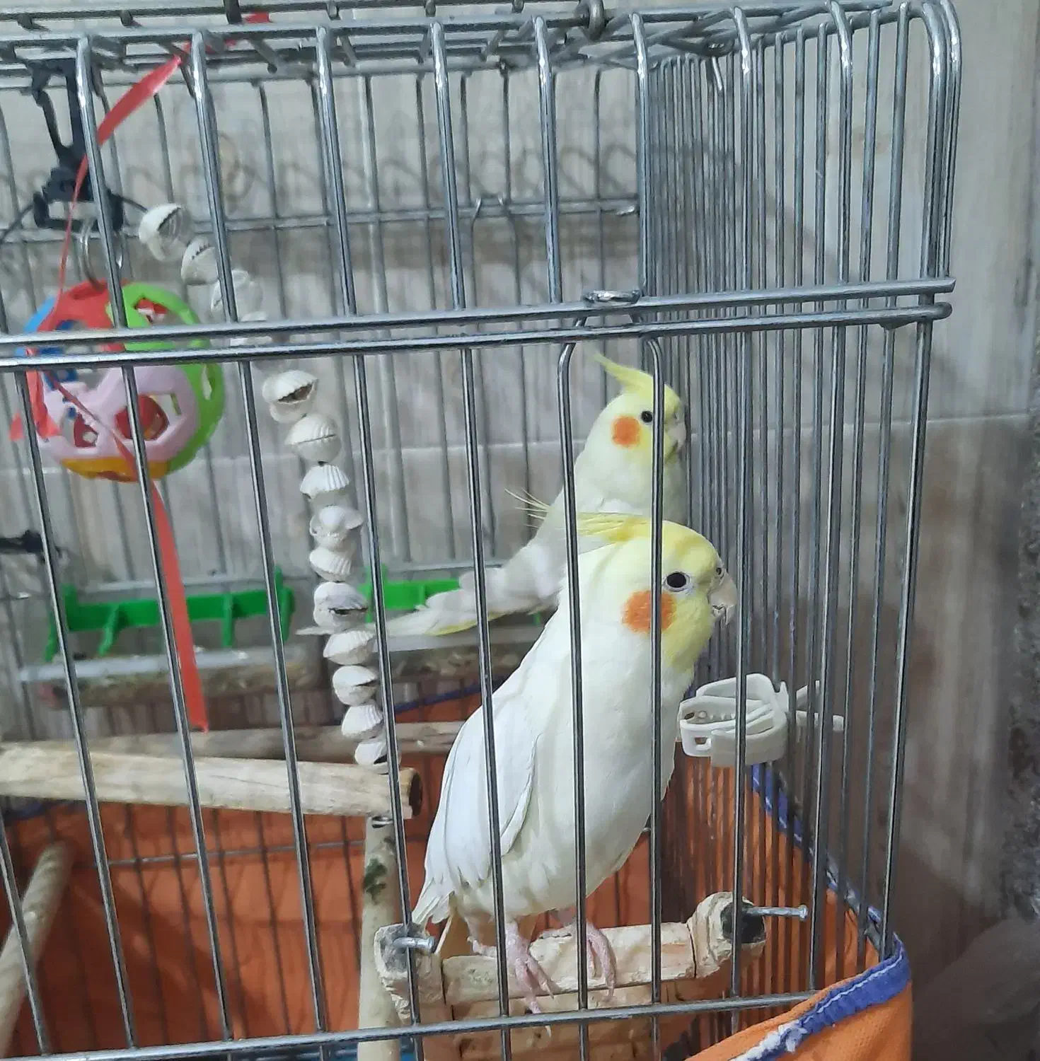 عروس هلندی|پرنده|کبودرآهنگ, |دیوار