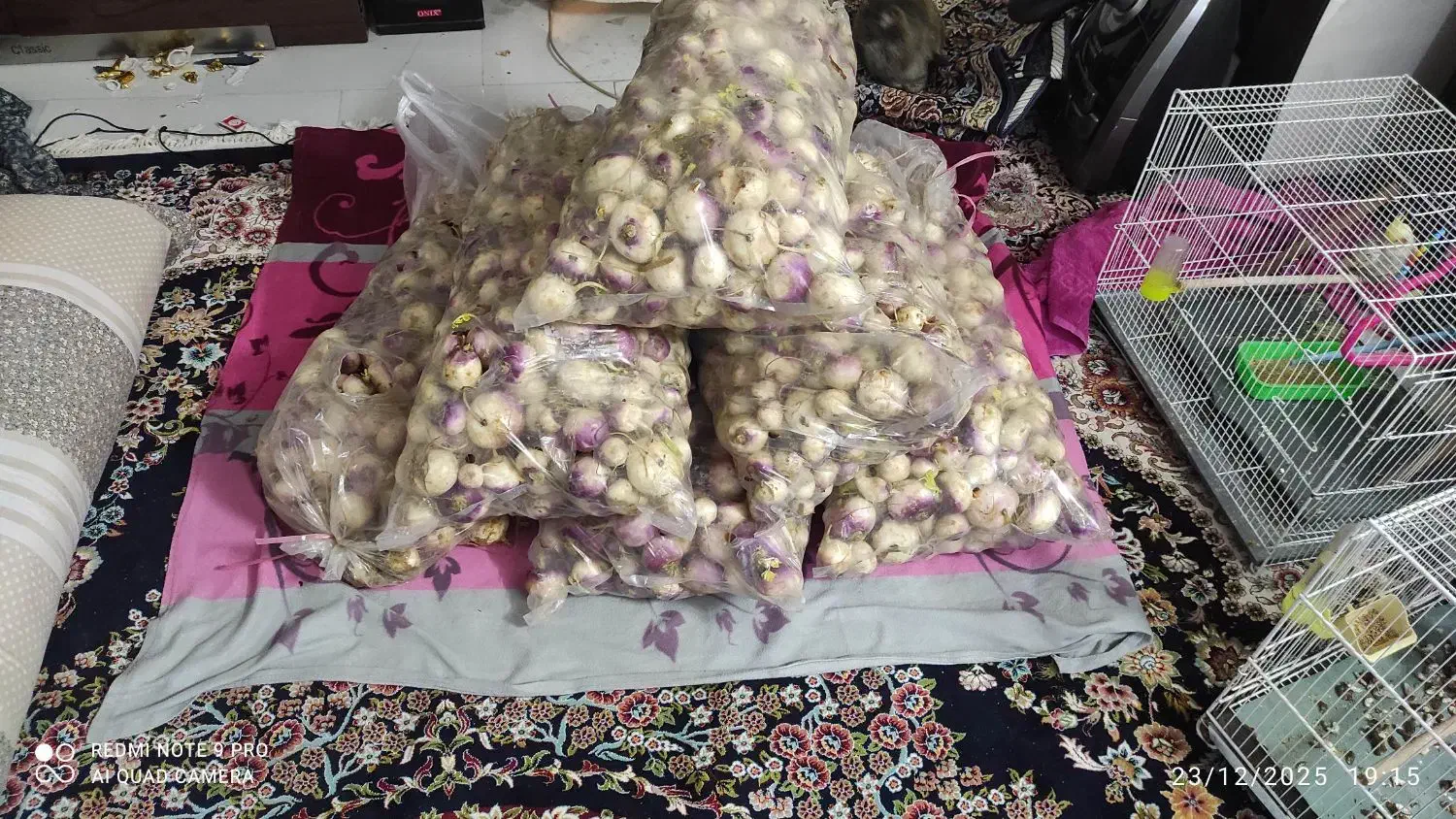 شلغم|حراج|مشهد, اسماعیل آباد|دیوار