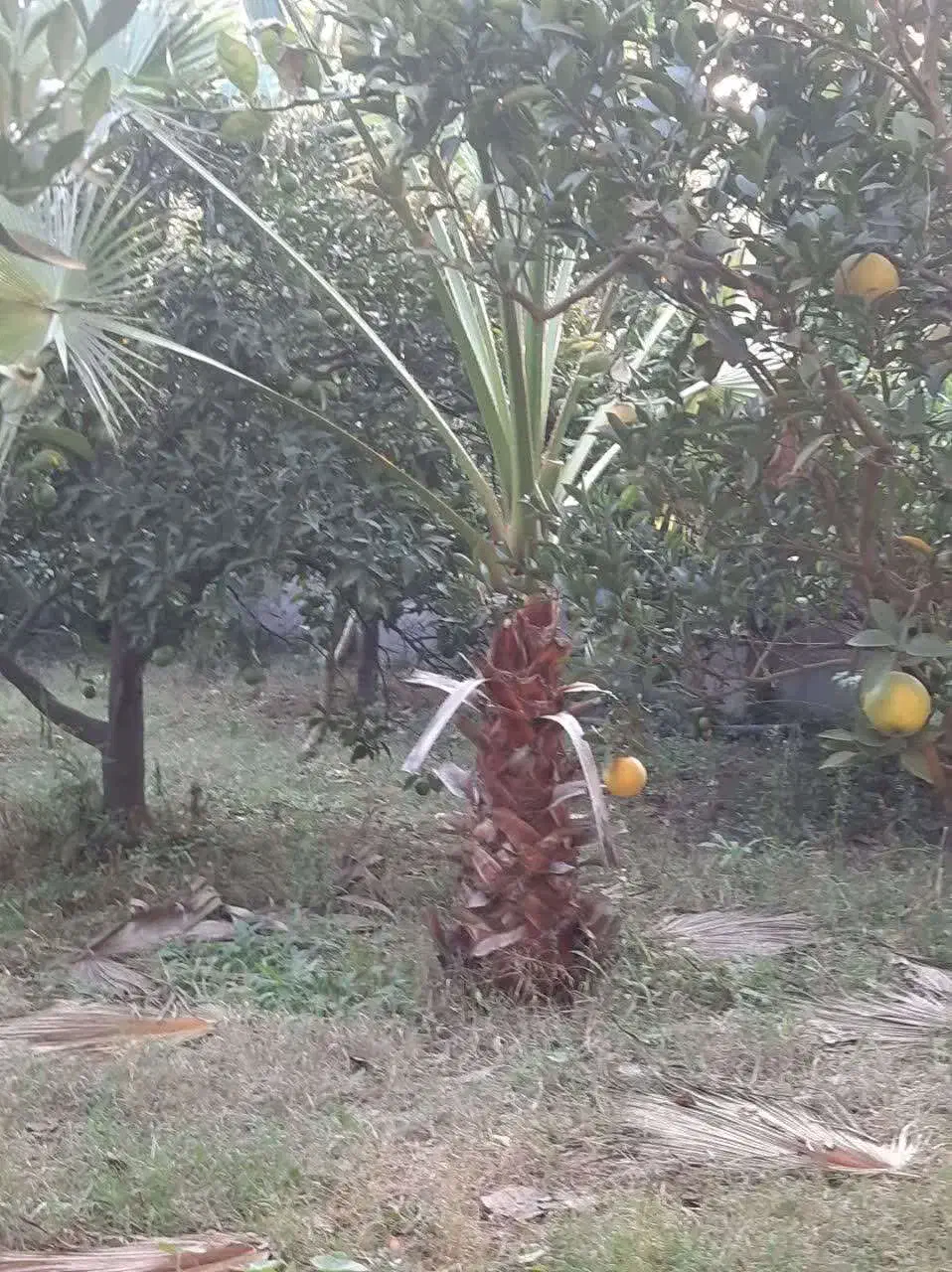 فروش زیر قیمت و فوری برگ و تنه درخت پالم|گل و گیاه طبیعی|آمل, |دیوار