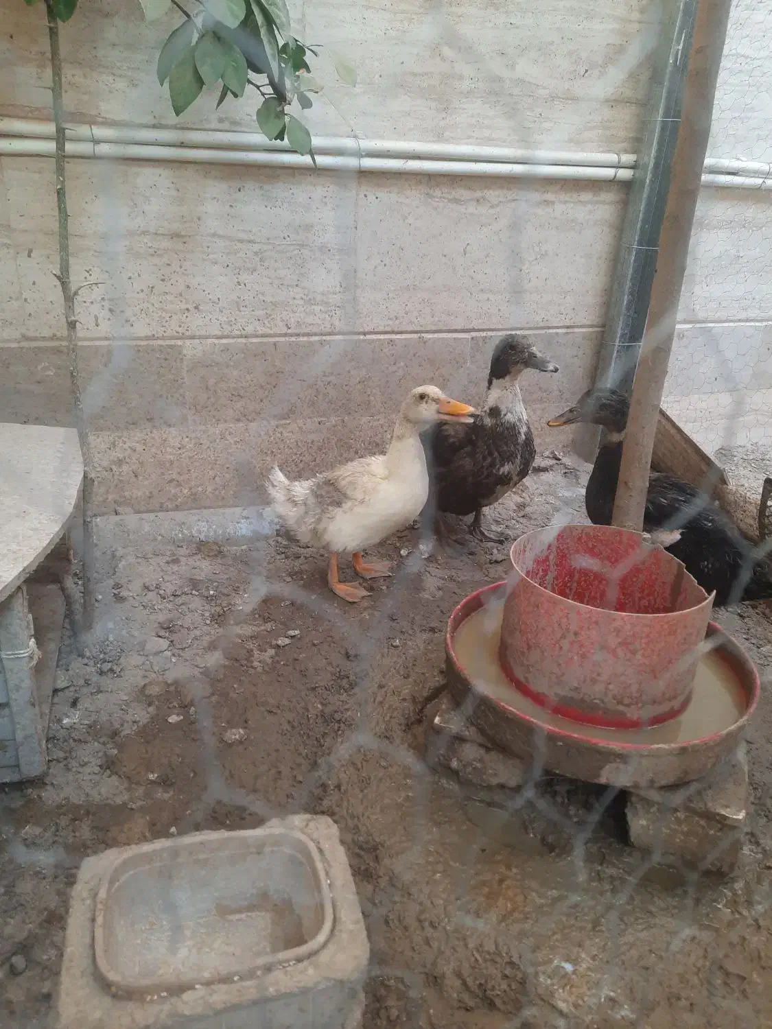 اوردک محلی|حیوانات مزرعه|خمینیشهر, |دیوار