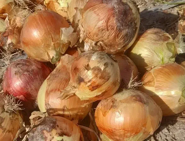 پیاز کله درشت کبابی|خوردنی و آشامیدنی|گلبهار, نوبهار|دیوار