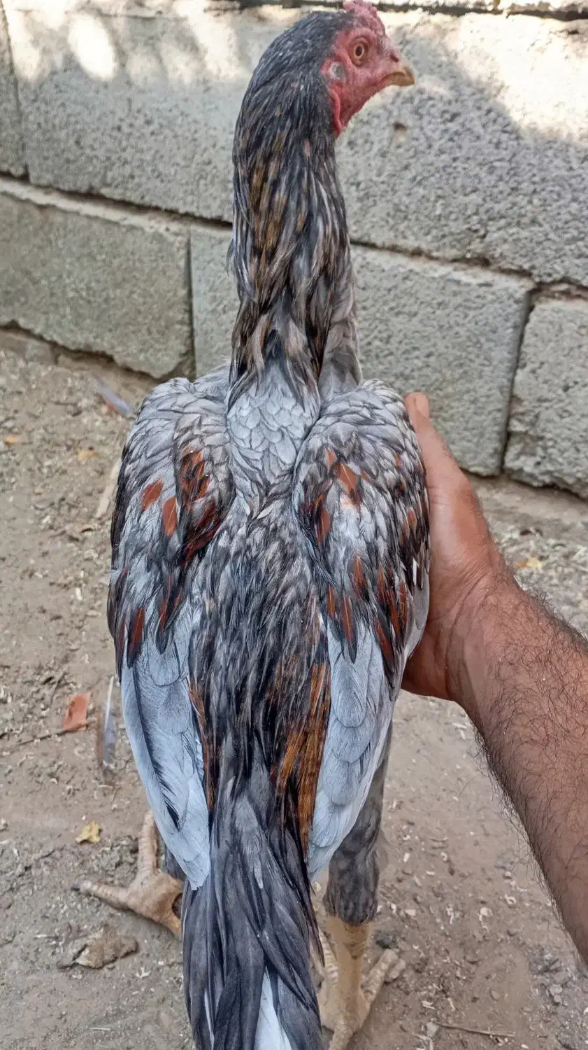 جوجه مرغ|حیوانات مزرعه|پشتکوه (سیستان و بلوچستان), |دیوار